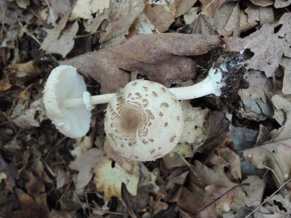Macrolepiota konradii image