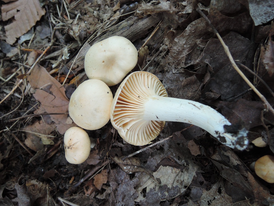 Hygrocybe pratensis var. pallida image