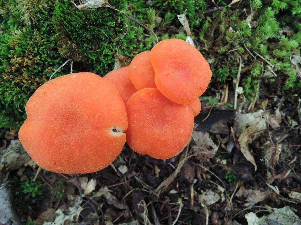Hygrocybe marchii image