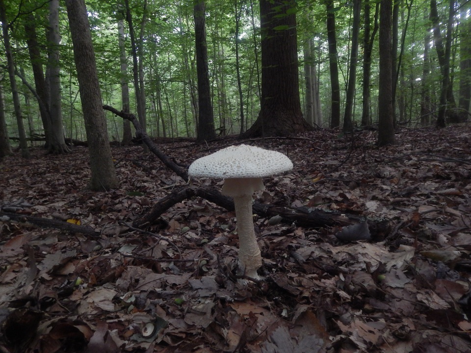 Amanita ravenelii image