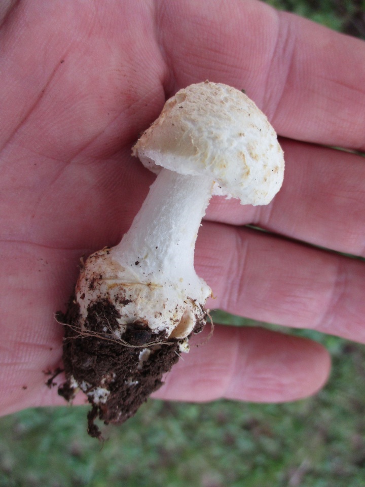 Amanita limbatula image