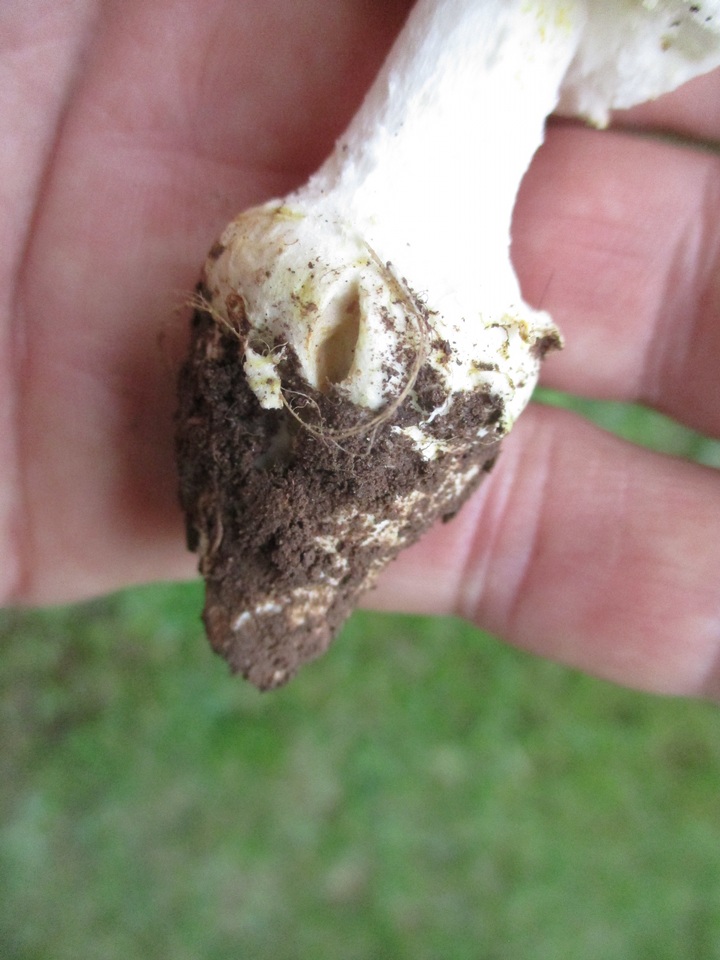 Amanita limbatula image