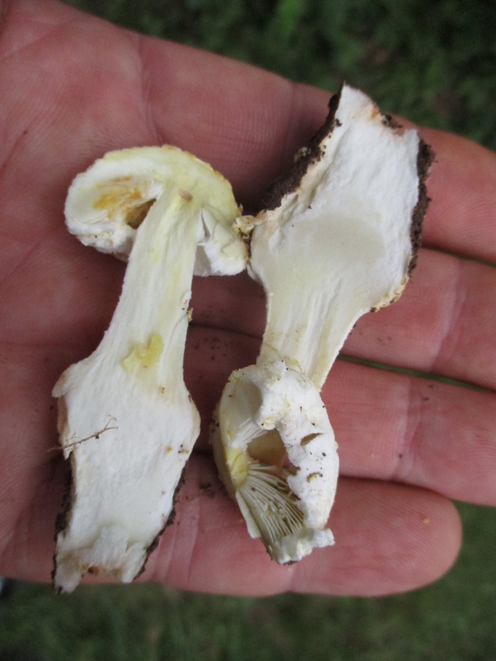 Amanita limbatula image
