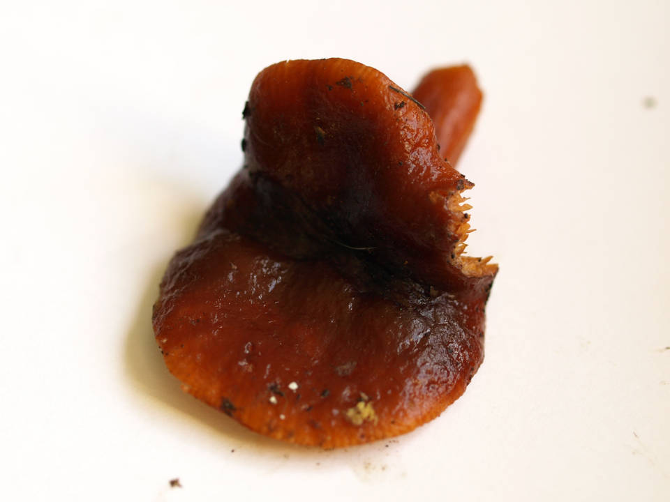 Lactarius luculentus image