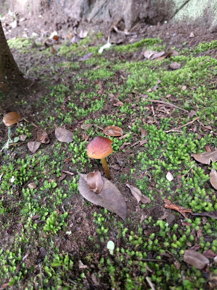Hygrocybe conica f. carbonaria image
