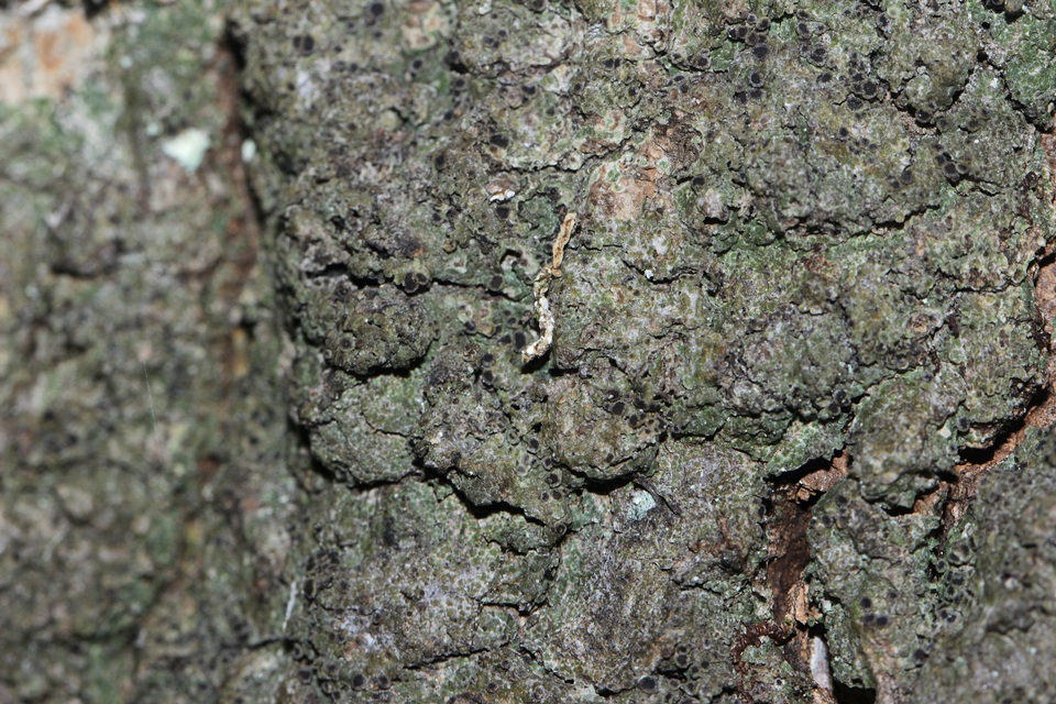 Rinodina ascociscana image