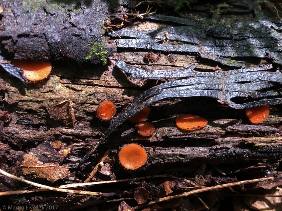 Scutellinia pennsylvanica image
