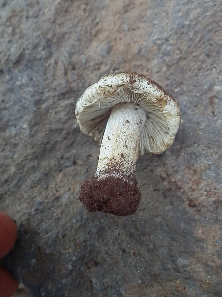 Inocybe chelanensis image