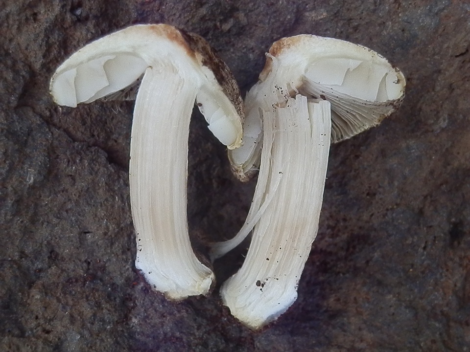 Inocybe chelanensis image