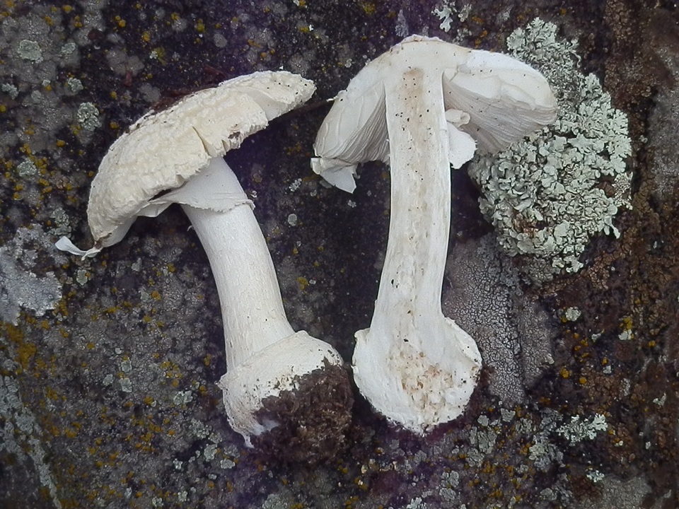 Amanita tlaxcalipanthera image