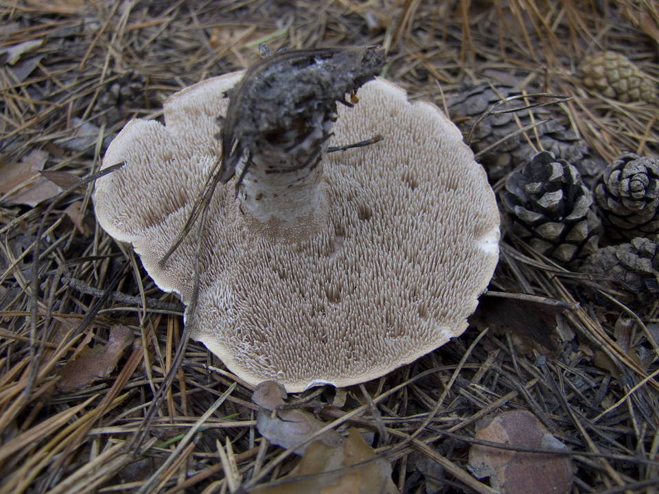 Sarcodon leucopus image