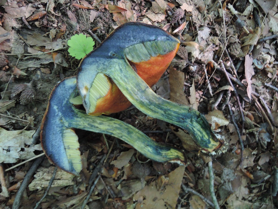 Boletus rufocinnamomeus image