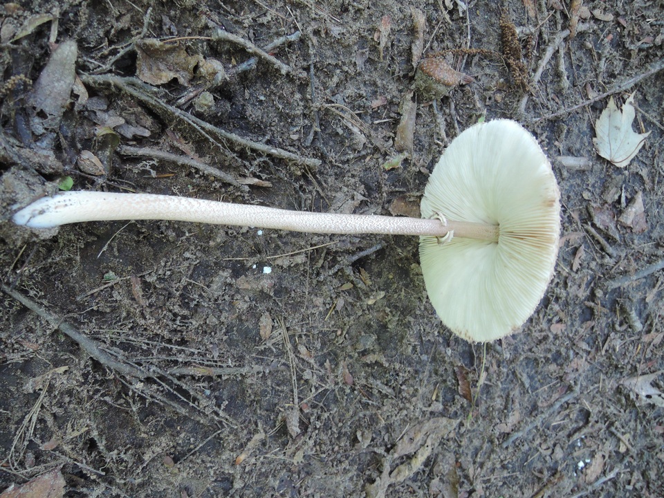 Macrolepiota prominens image