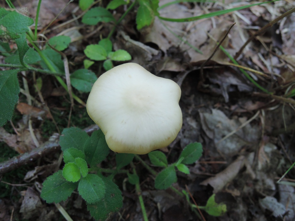 Entoloma whiteae image