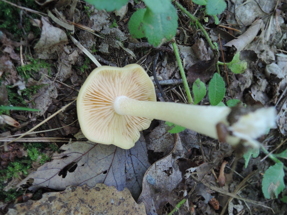 Entoloma whiteae image