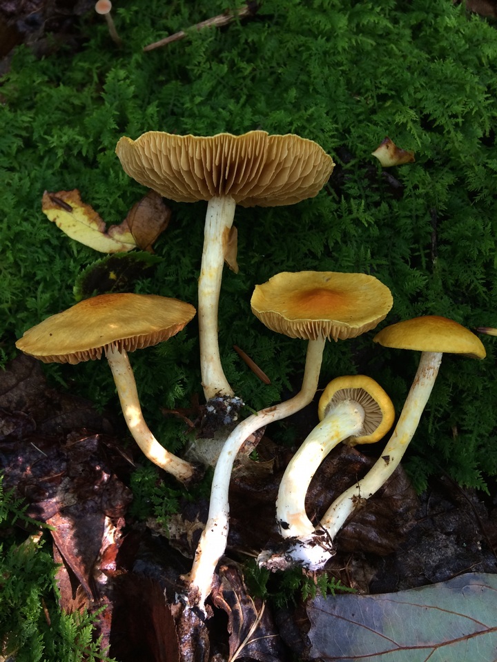 Cortinarius luteus image