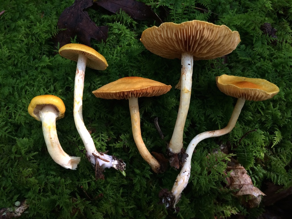 Cortinarius luteus image