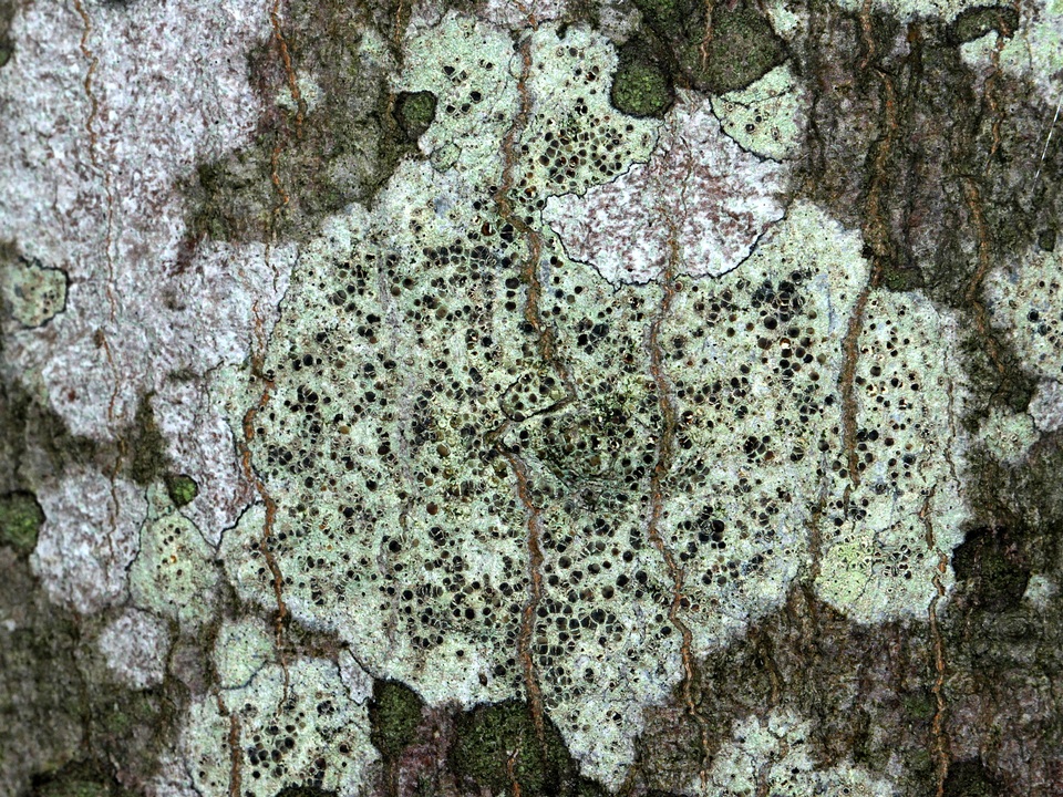 Lecanora mughicola image