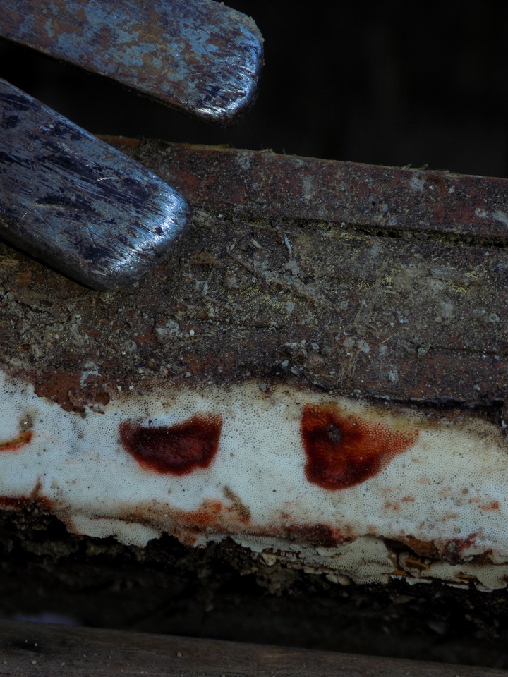 Rigidoporus sanguinolentus image
