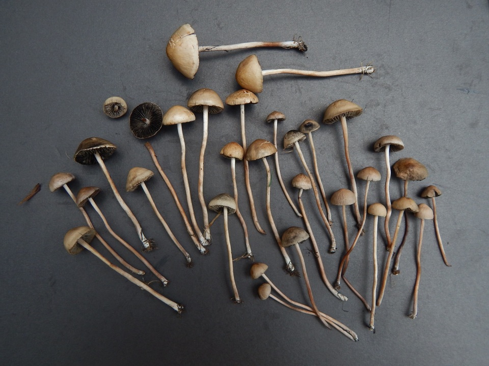 Panaeolus fimicola image