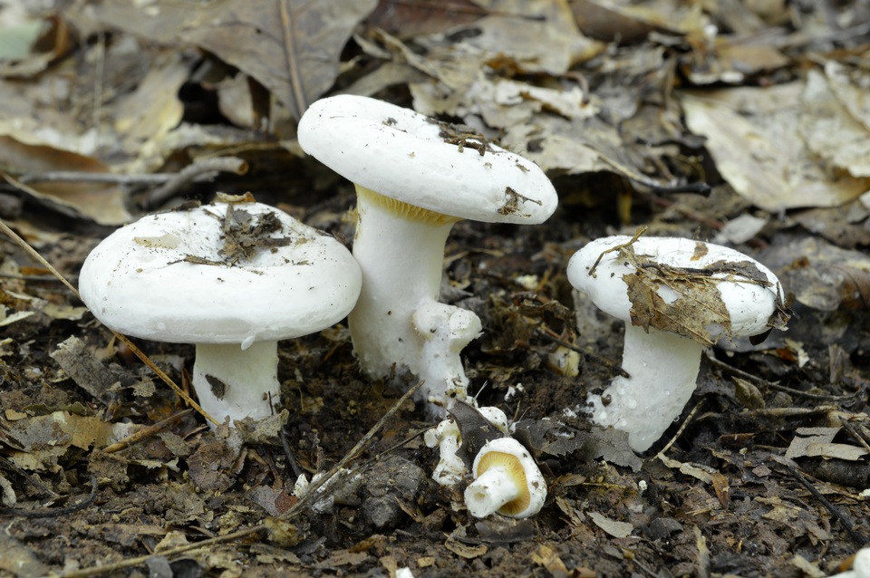 Multifurca ochricompacta image