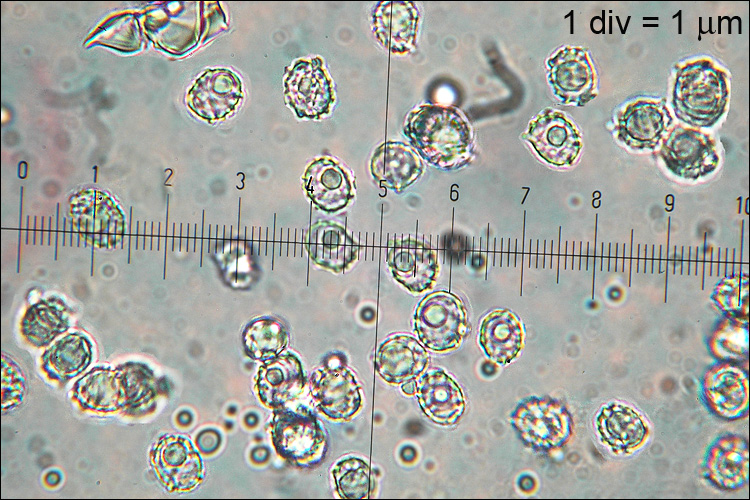 Lactarius pallidus image