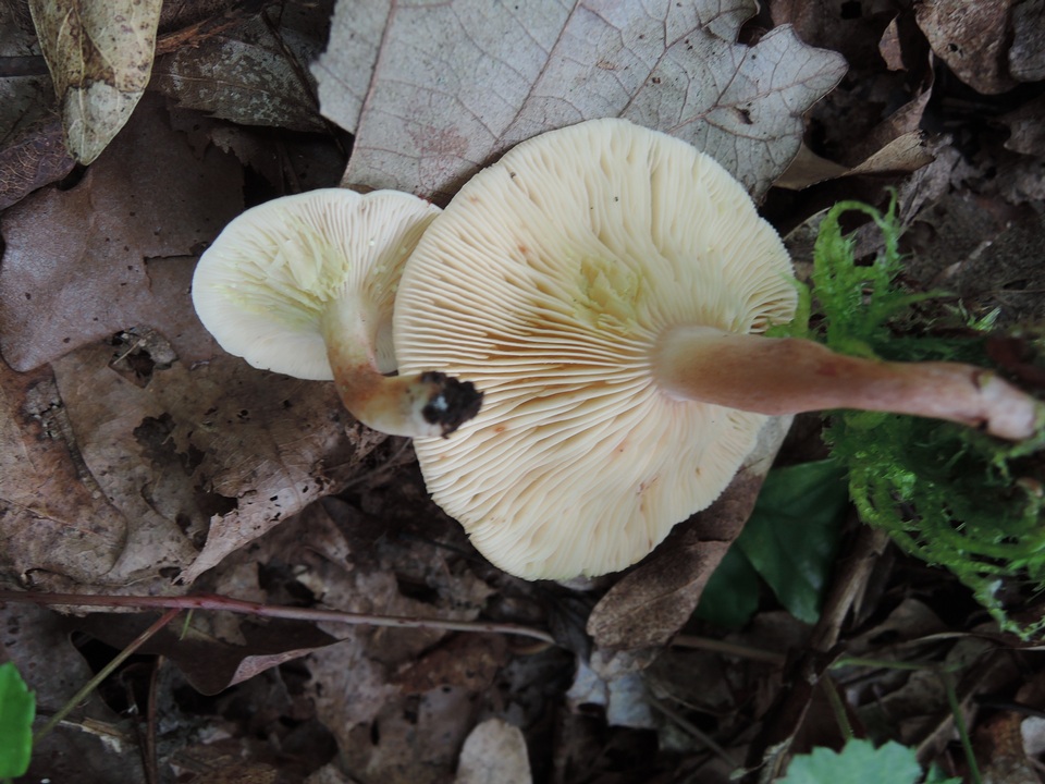 Lactarius subvernalis var. subvernalis image