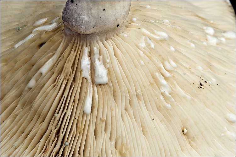 Lactarius pallidus image