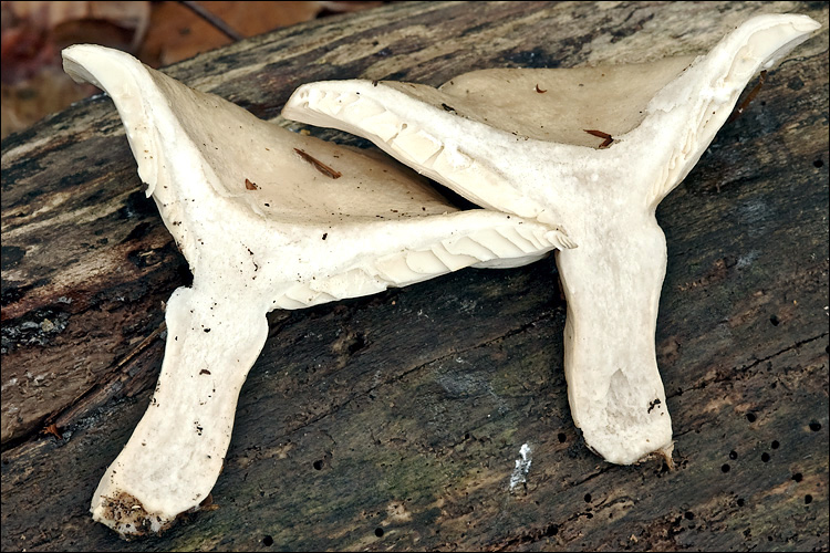 Lactarius pallidus image