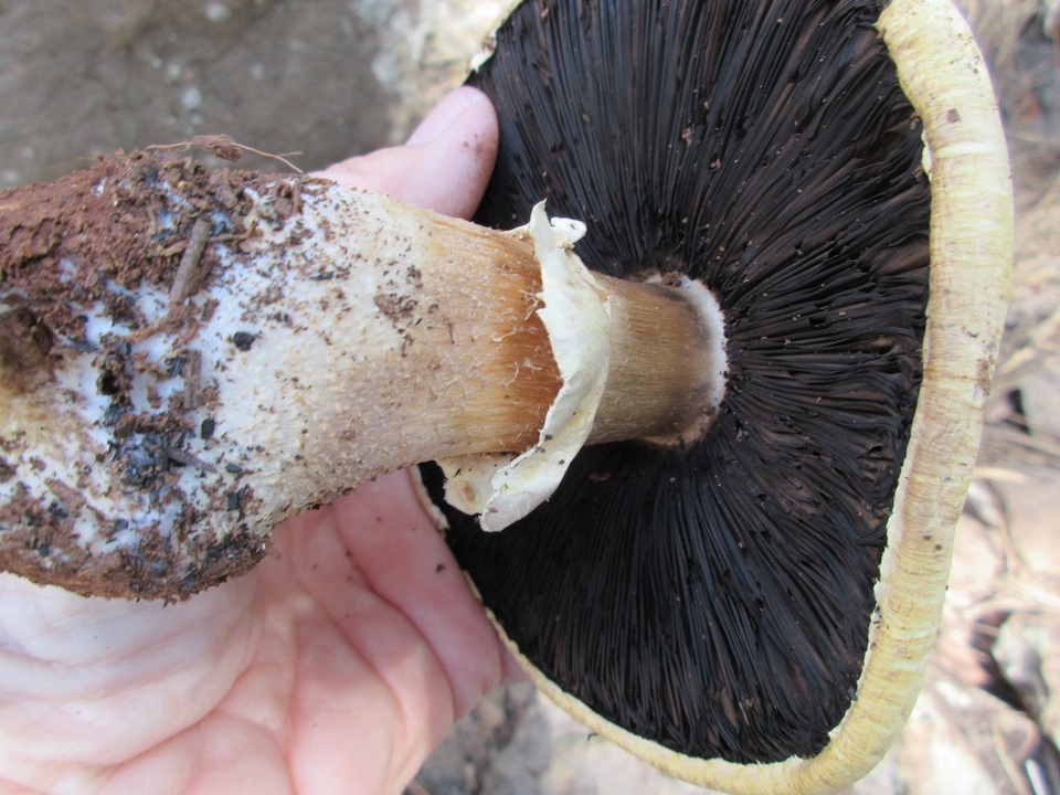 Agaricus didymus image