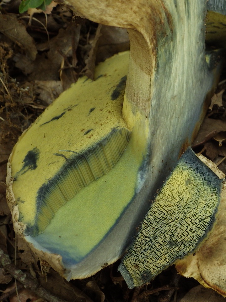 Caloboletus radicans image