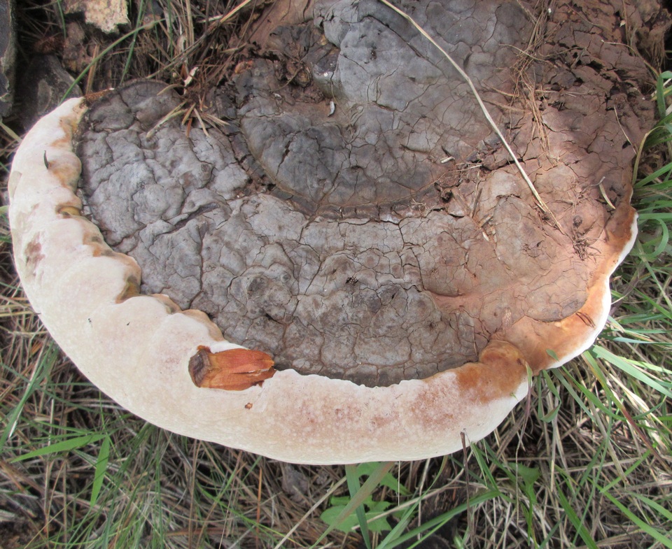 Fomitopsis schrenkii image