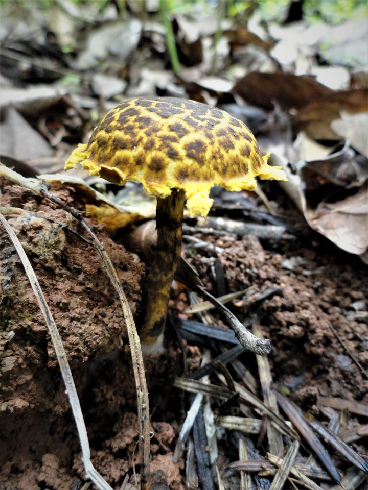 Strobilomyces mirandus image