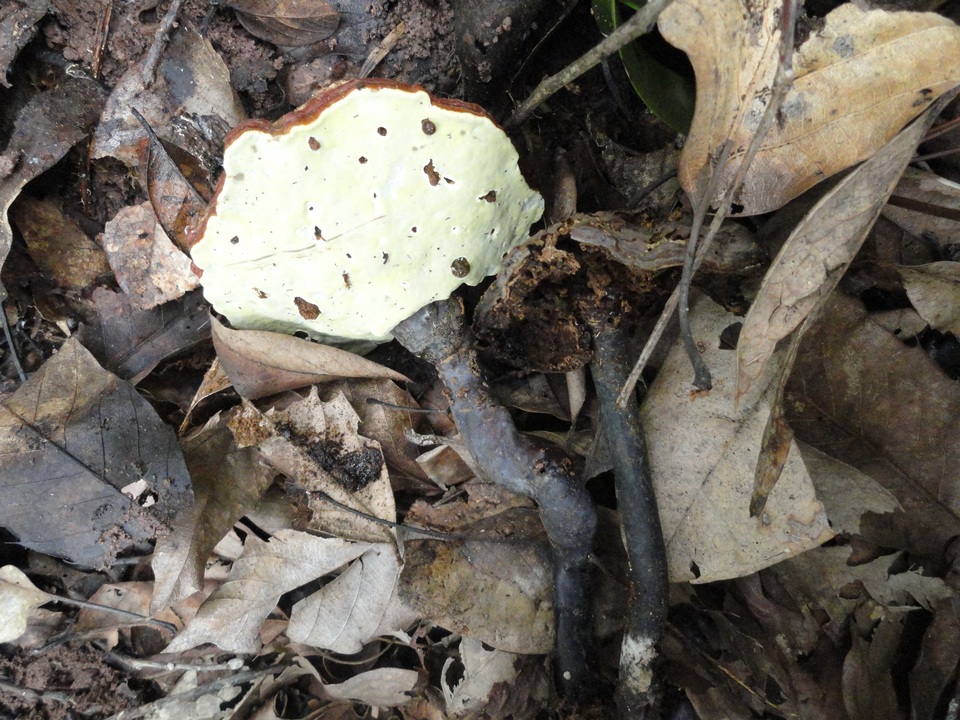 Ganoderma sichuanense image