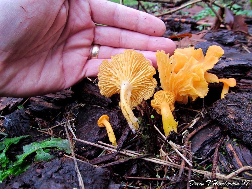 Chrysomphalina aurantiaca image
