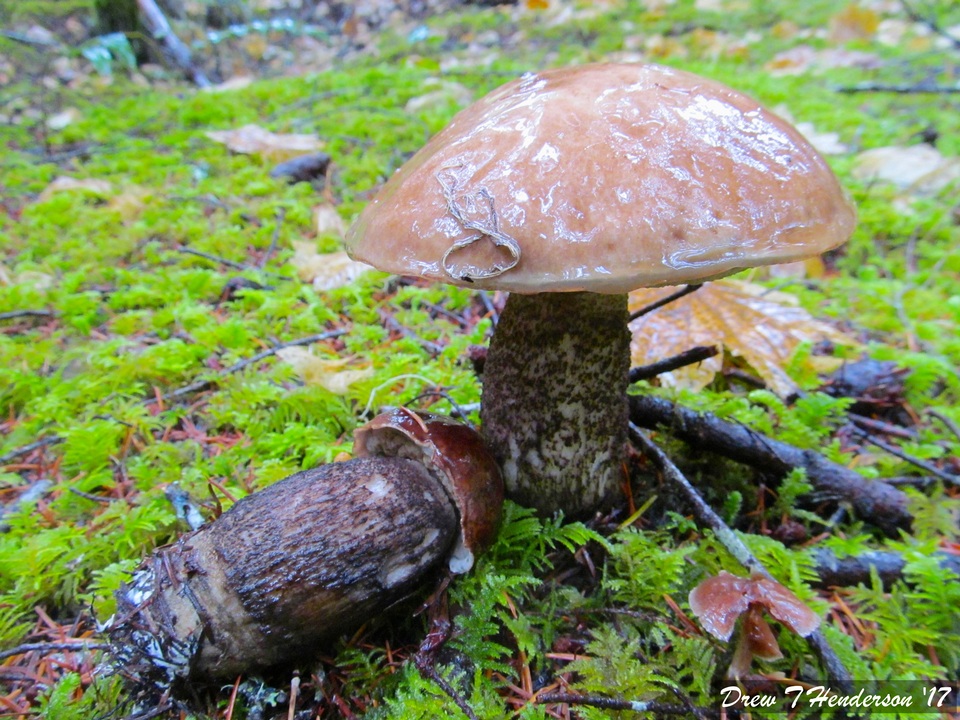 Leccinum idahoense image