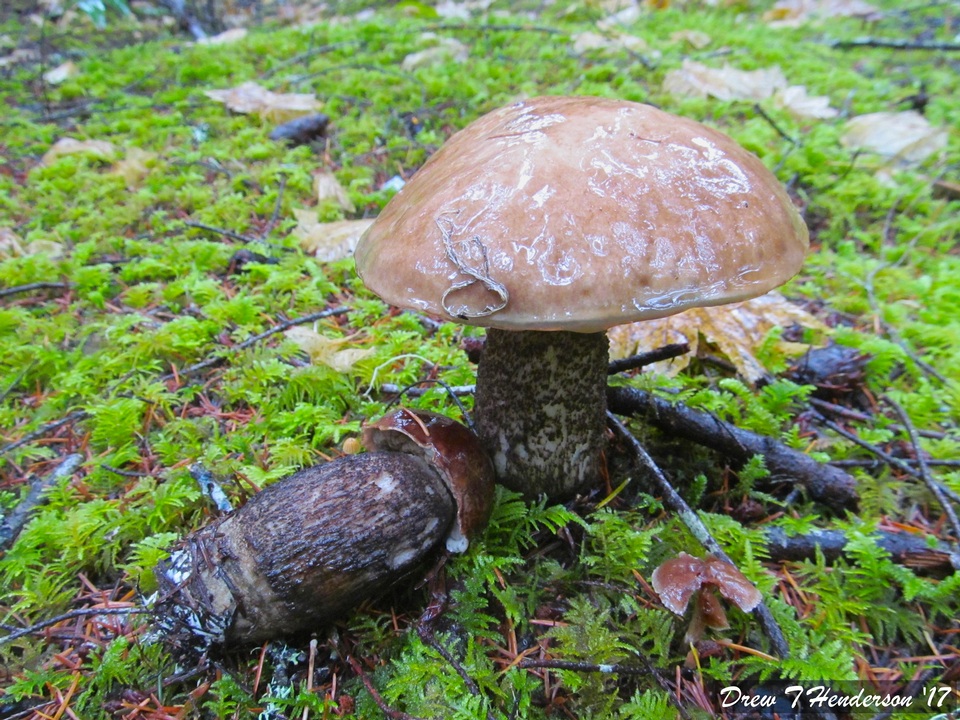 Leccinum idahoense image