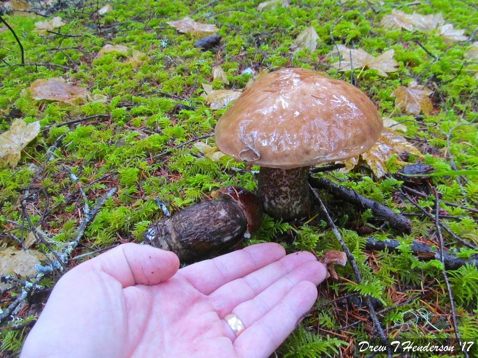 Leccinum idahoense image