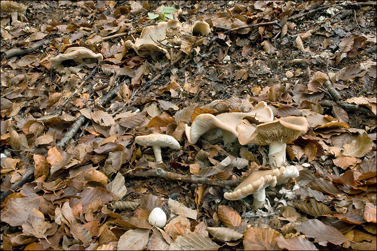 Melanoleuca grammopodia image