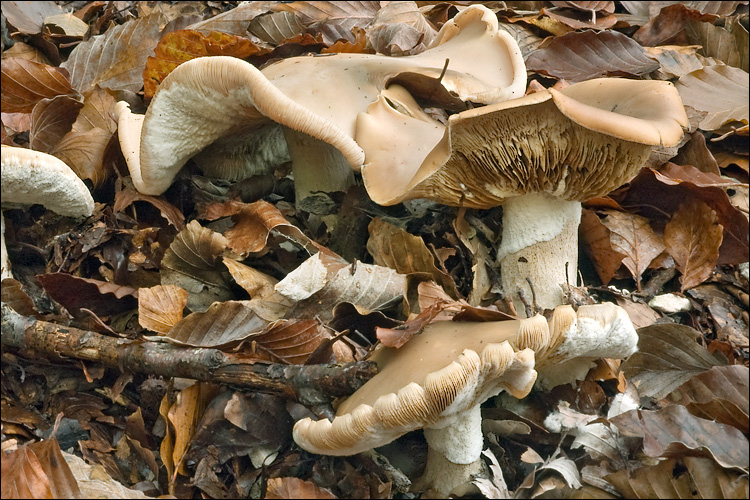 Melanoleuca grammopodia image
