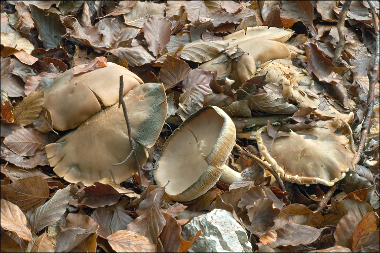 Melanoleuca grammopodia image