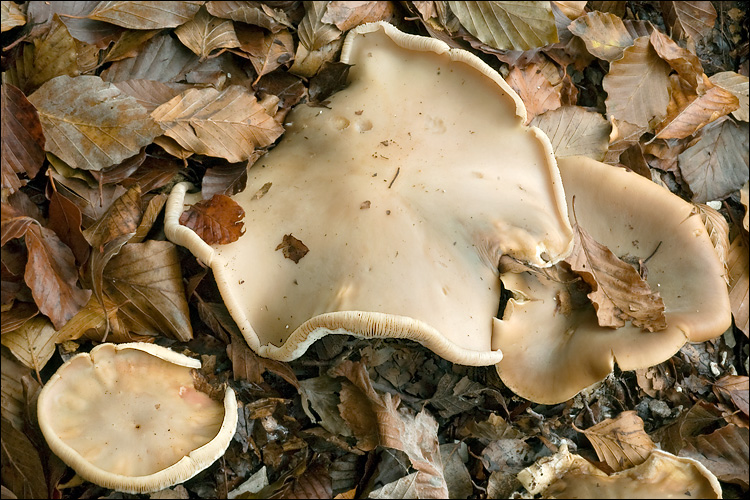 Melanoleuca grammopodia image