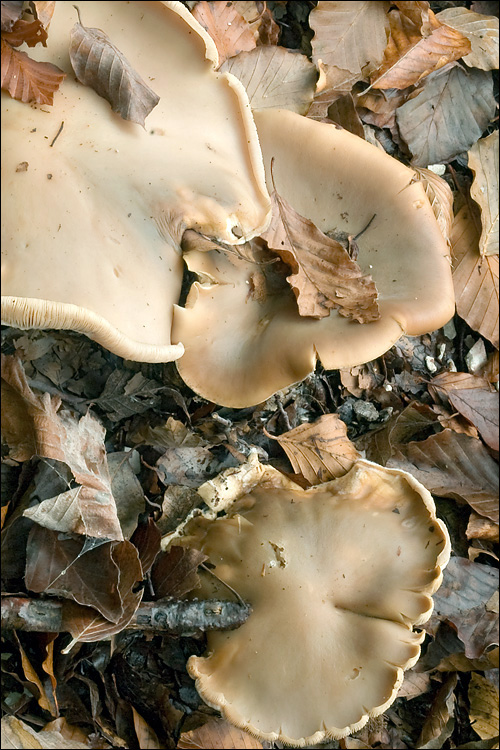 Melanoleuca grammopodia image