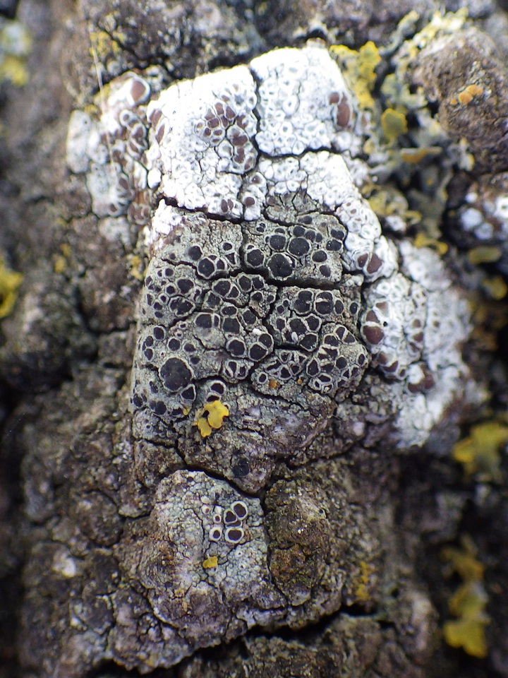Rinodina oleae image