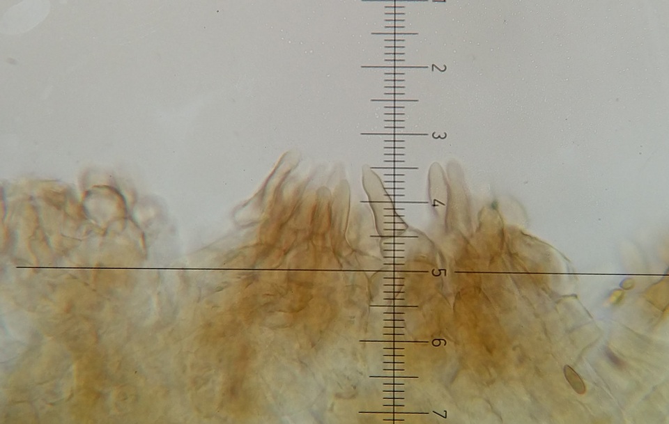 Parvixerocomus aokii image