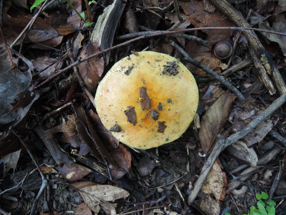 Russula cinerascens image