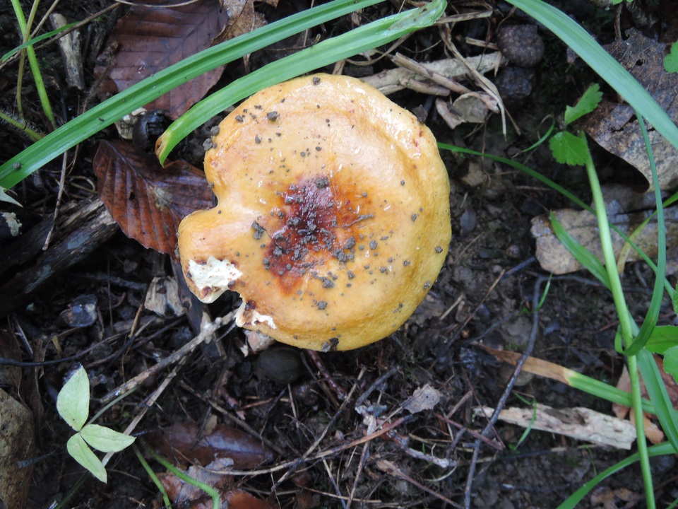 Russula cinerascens image