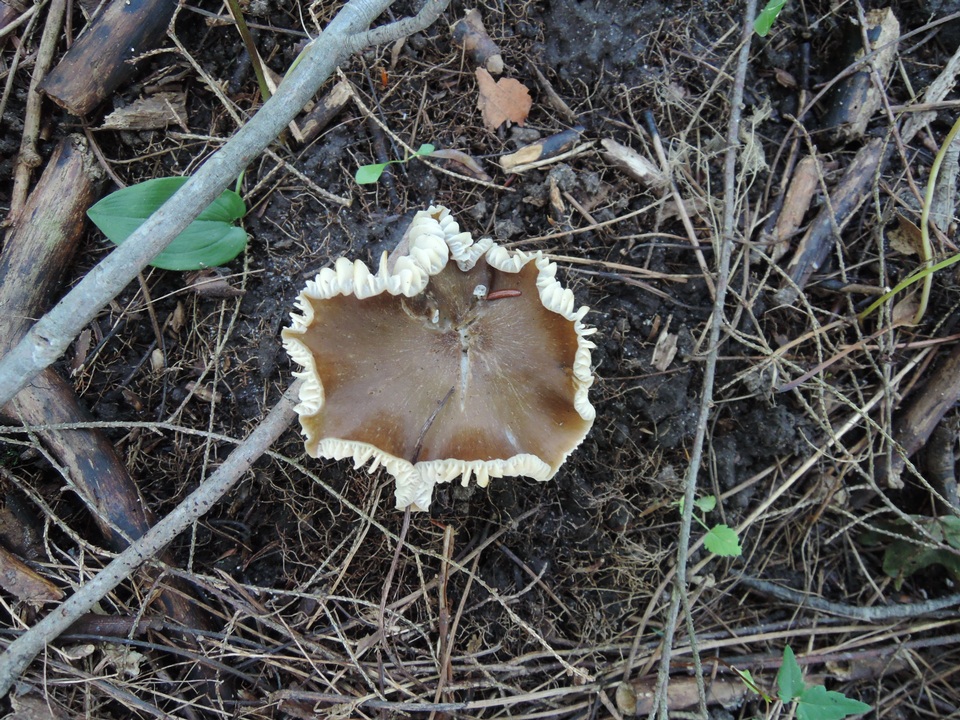 Hygrocybe spadicea image