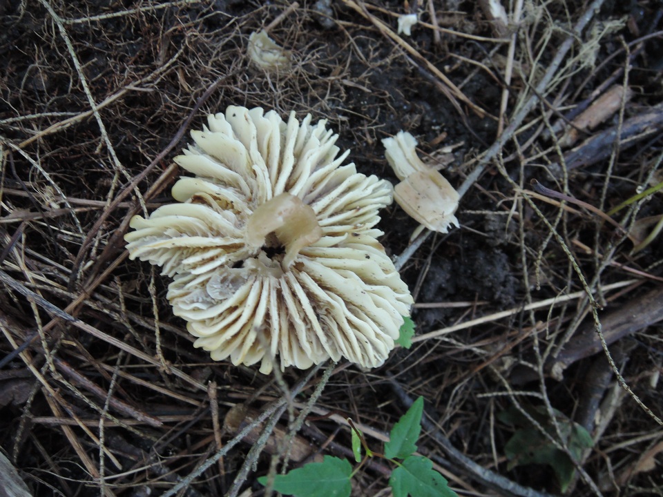 Hygrocybe spadicea image