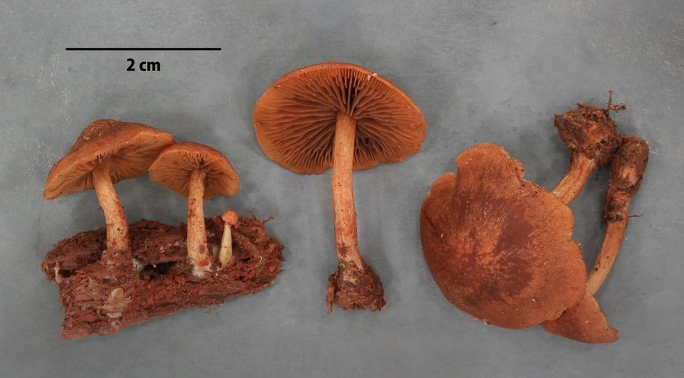 Gymnopilus josserandii image